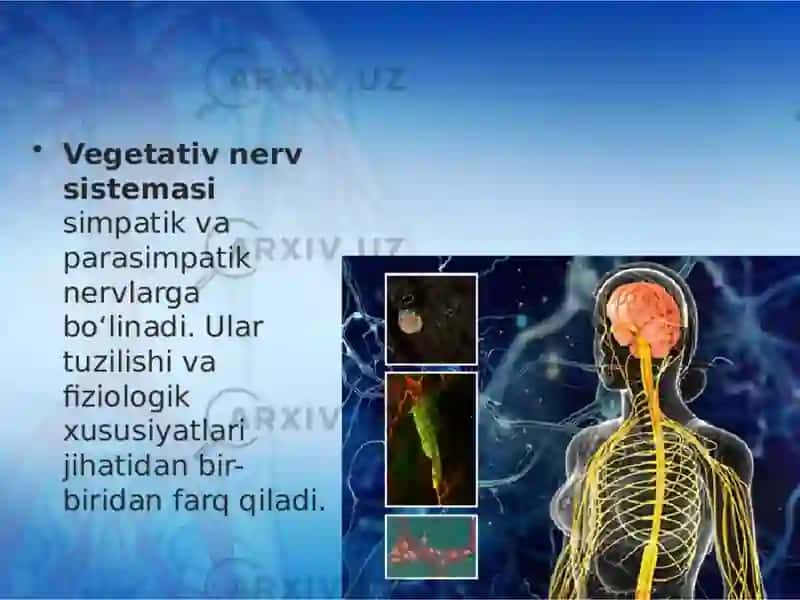 Vegetativ asab tizimining anatomiya va fiziologiyasi 4