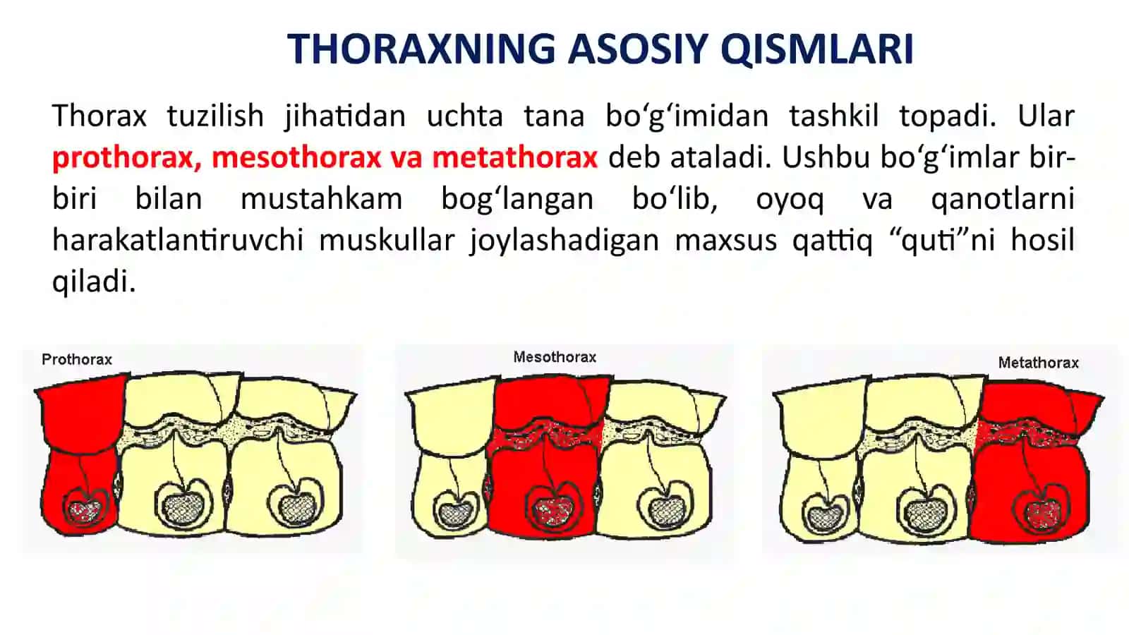 HASHOROTLARNING KO’KRAK QISMI BILAN TANISHISH 4