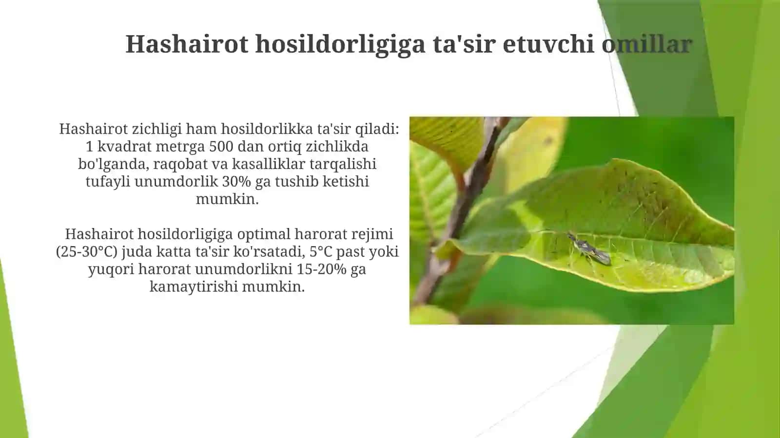 Bug'doy yetishtirish texnologiyasi va hosildorlikka ta'sir qiluvchi omillar 4