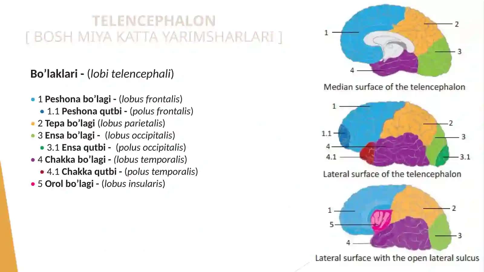 TELENCEPHALON[ BOSH MIYA KATTA YARIMSHARLARI ] 4