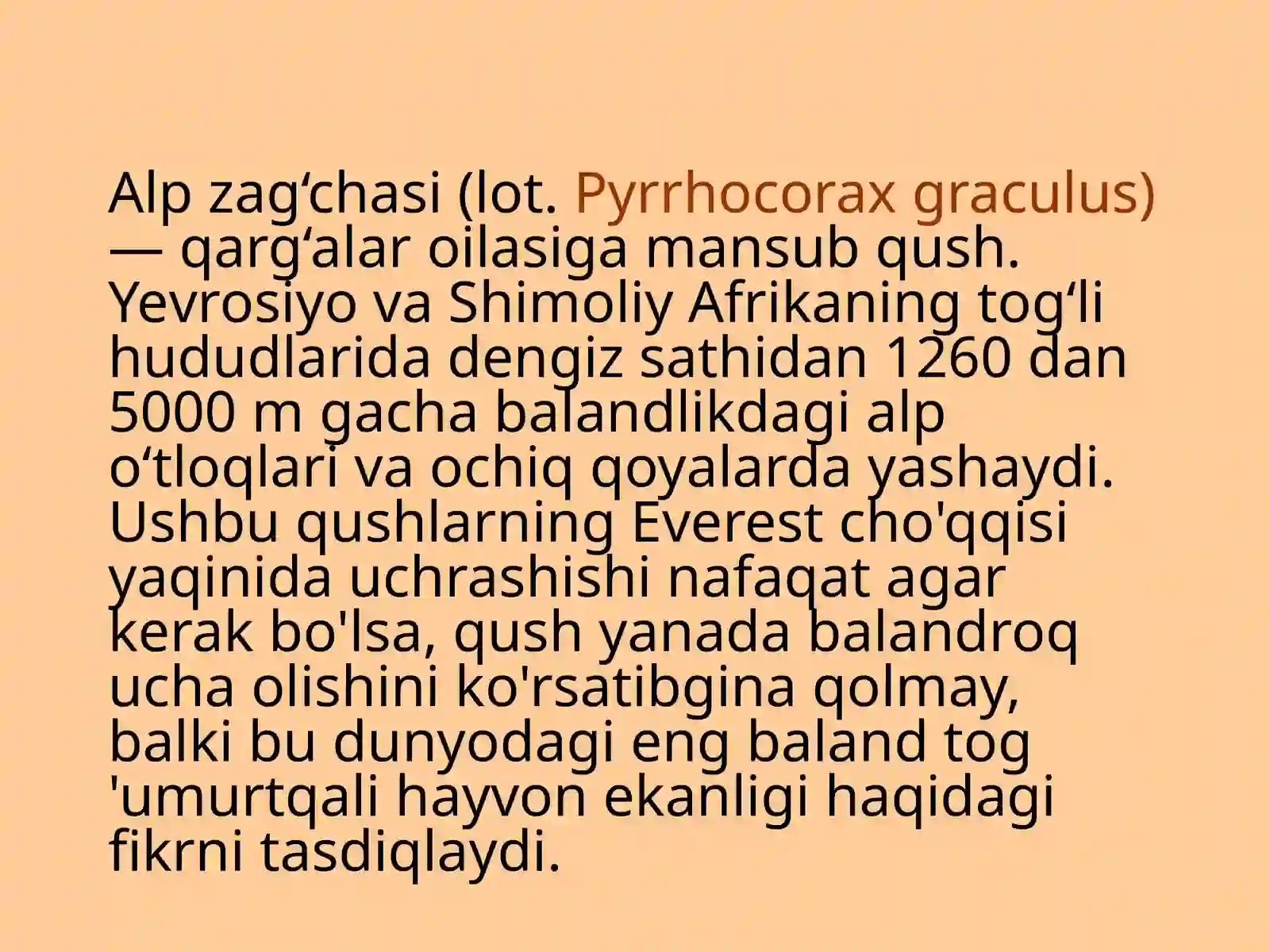 Alpzag‘chasi-Pyrrhocoraxgraculus(Альпийскаягалка) 4