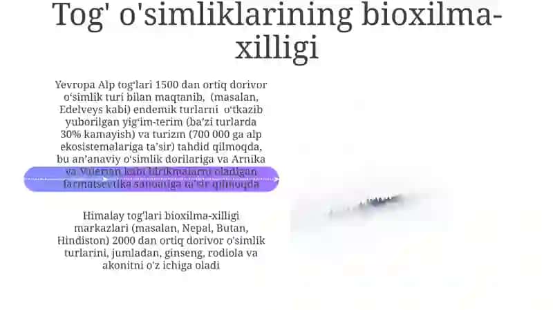 Tog' zonasi dorivor o'simliklari 4