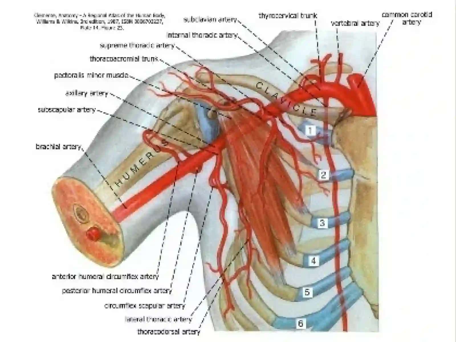 Qo`l arteriyalari 4