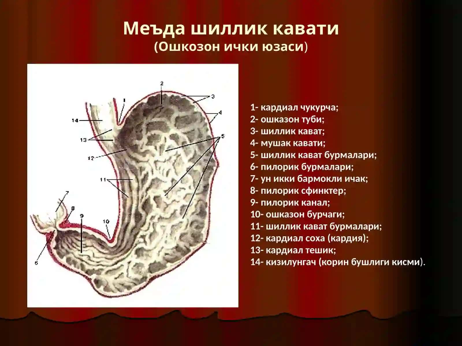 Меъда ва ун икки бармок ичак яра касаллиги 4