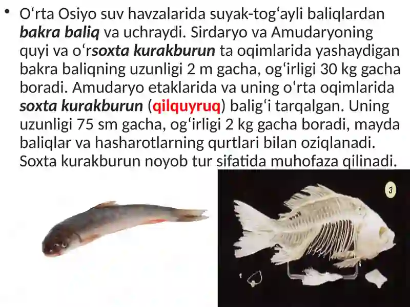 Suyakli baliqlar sinfi asosiy sistematik guruhlari va ahamiyati 4
