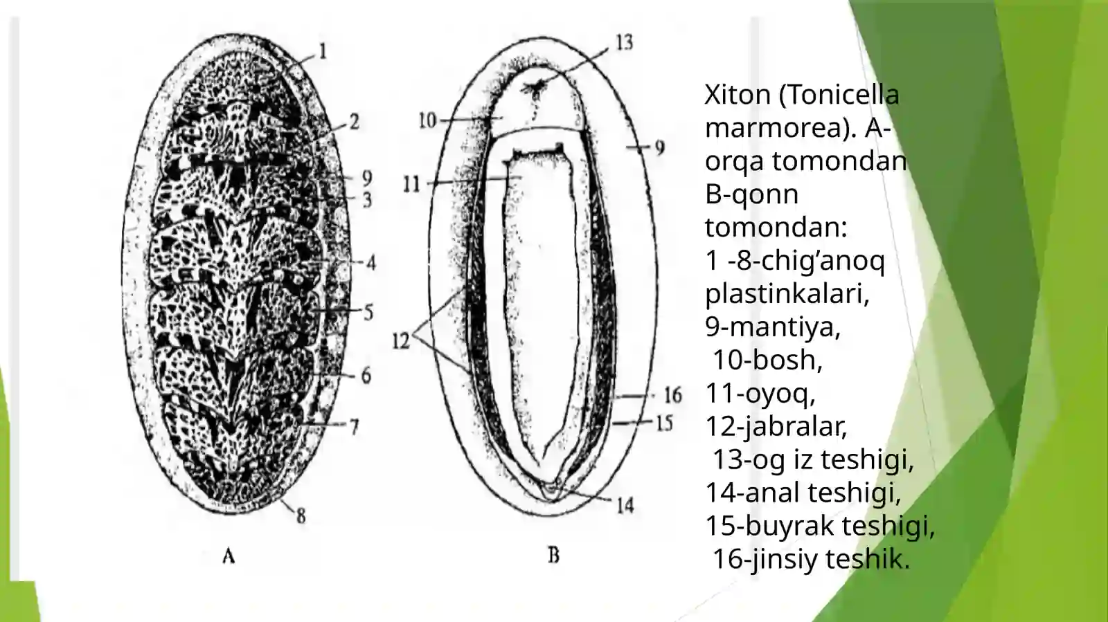 Qalqondorlar yaʼni xitonlar (Loricata, Polyplacophora) sinfi 4