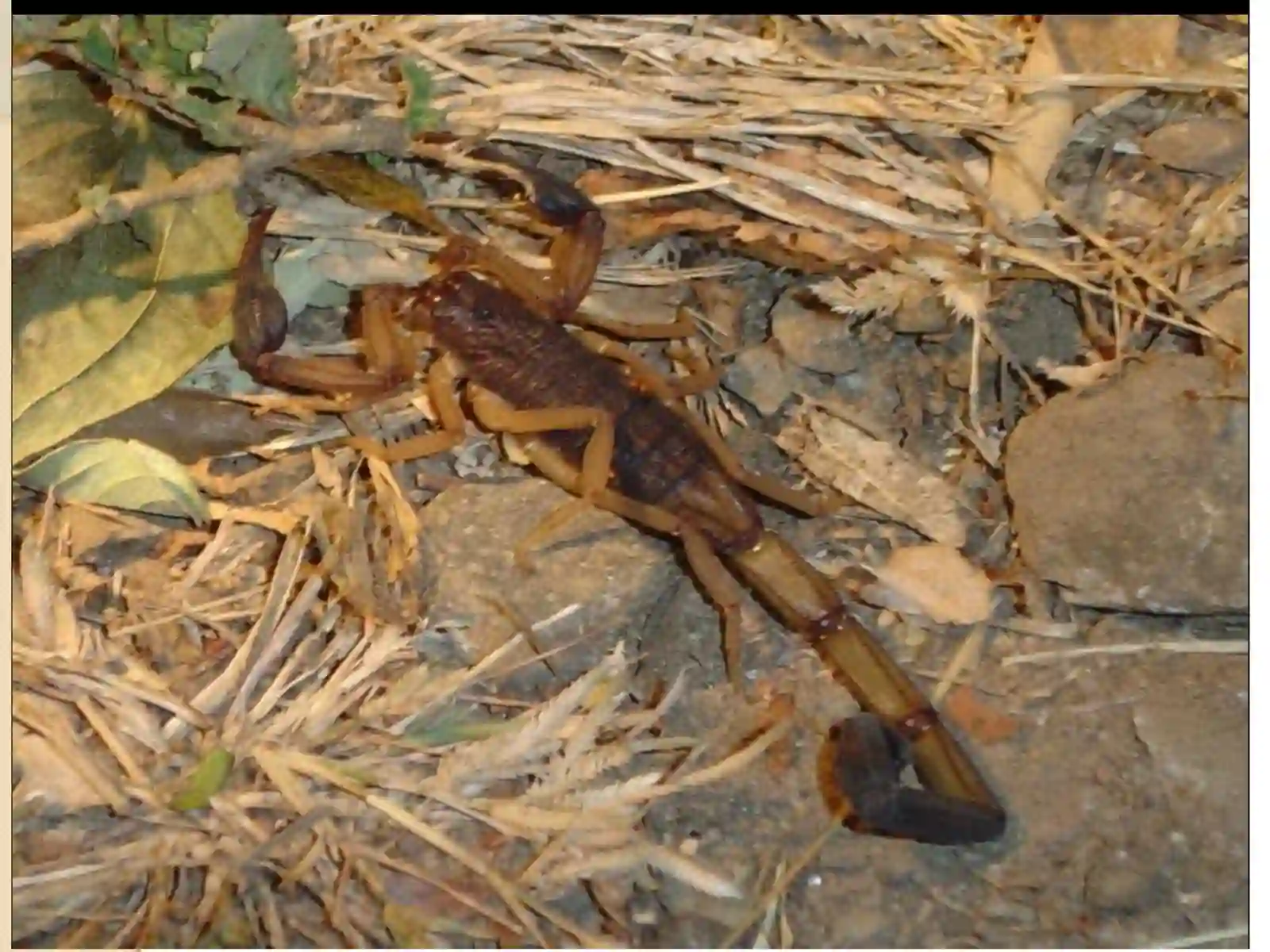 Chiporchayon (butlus eupeus), Falanga (Galeodes araneoides) va It kana (ixodes ricinus) tashqiva ichki tuzilishini o‘rganish 4