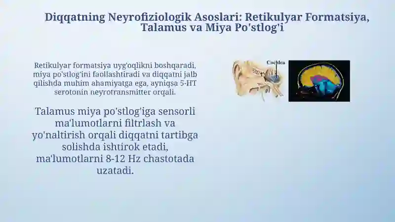 Diqqat haqida tushuncha va uning nerv fiziologik asosi 4