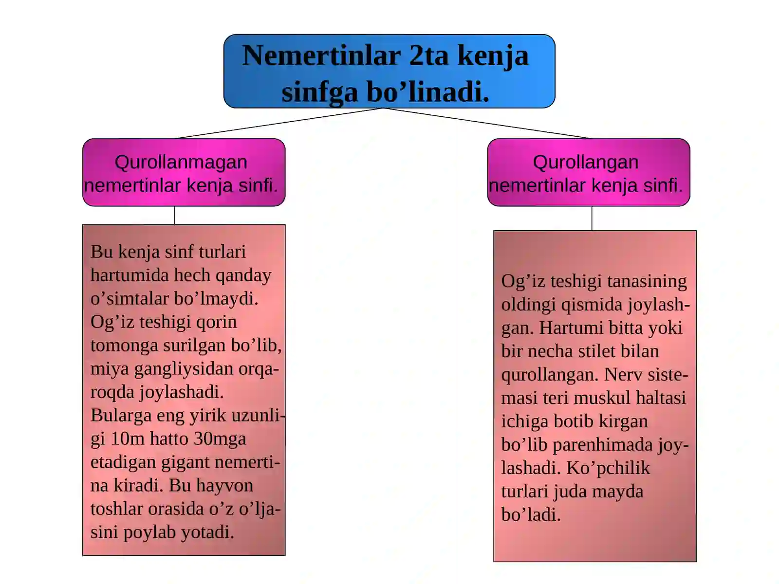 Nemertinlar tipi (Nemertini) 4