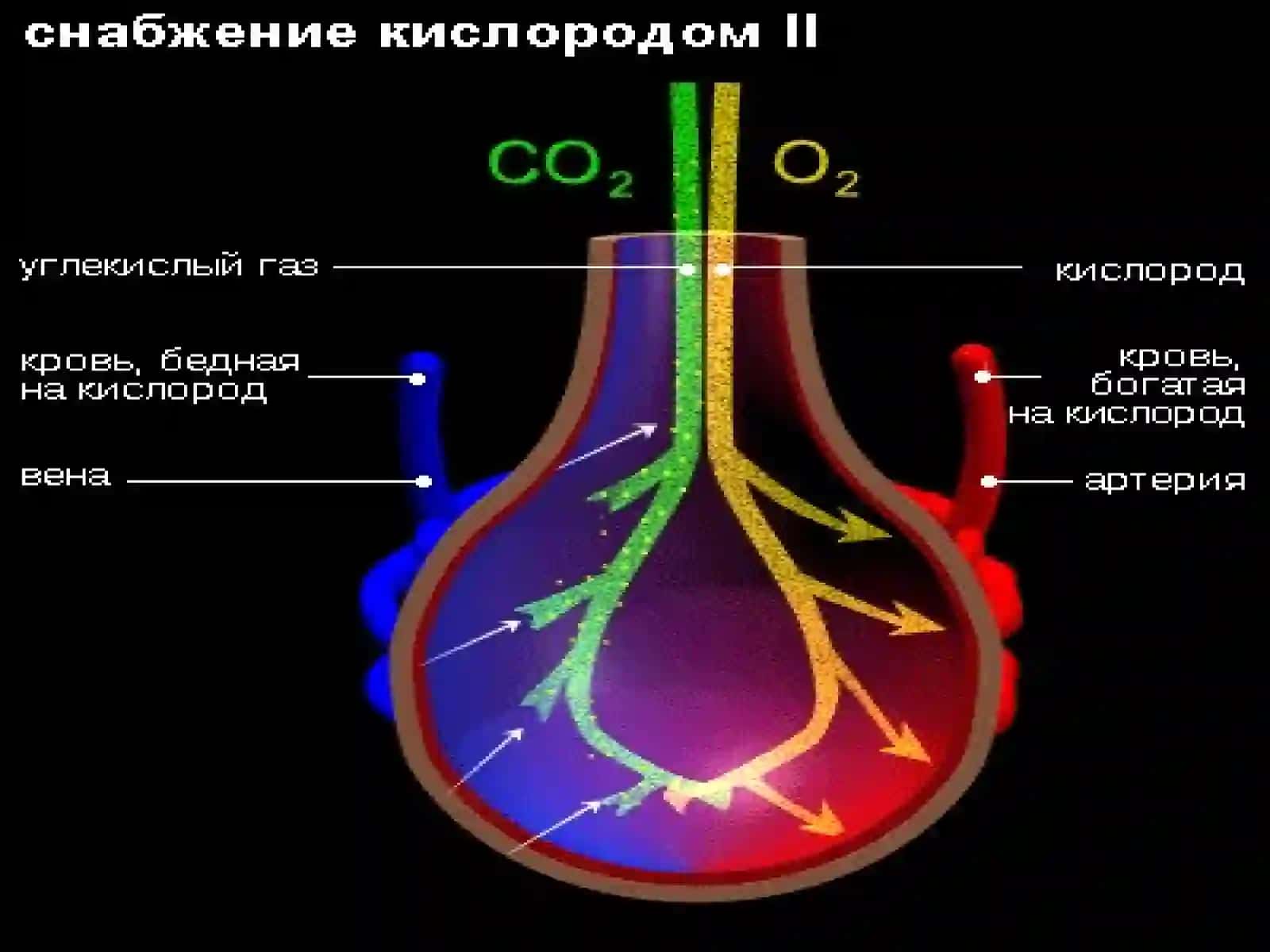 Нафас тизими патофизиологияси 4