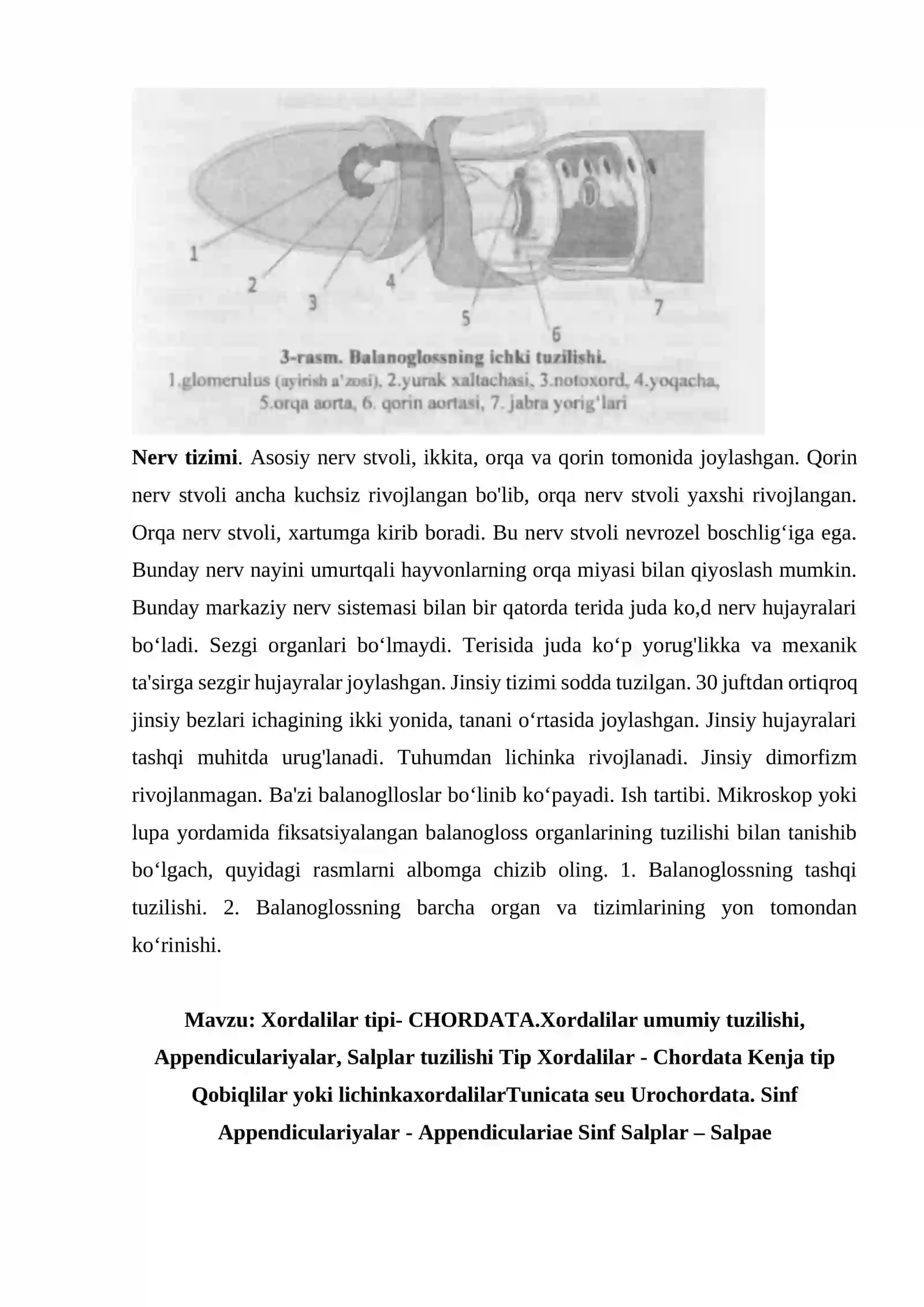 Chala xordalilar tipi - HEMICHORDATА 4