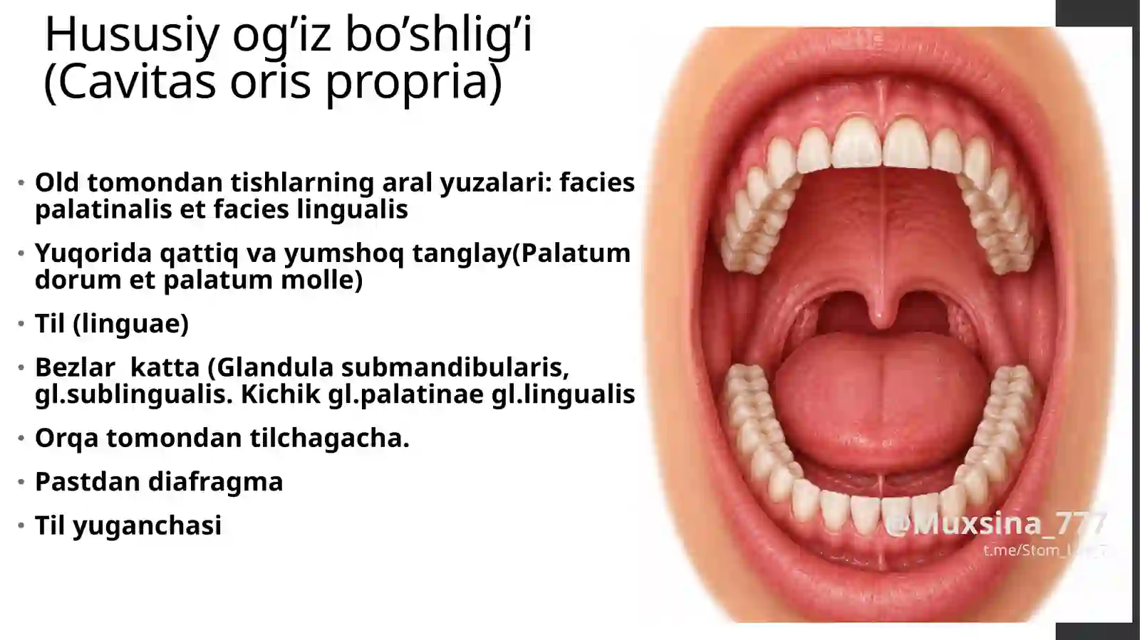Ogʻiz boʻshligʻi: Ogʻiz dahlizi va xususiy ogʻiz boʻshligʻi 4