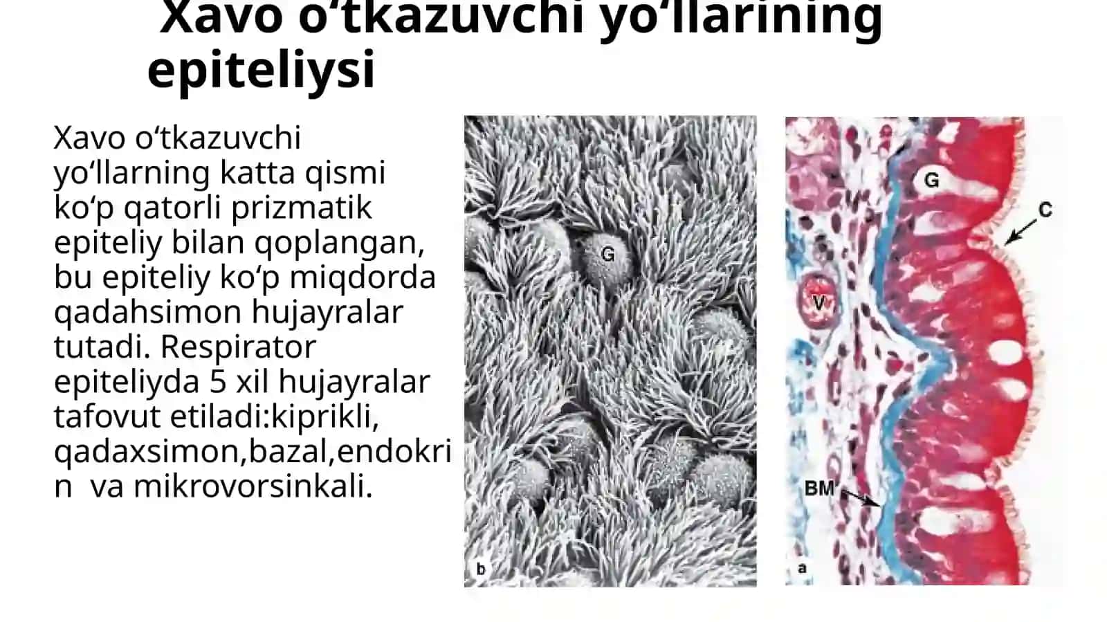Nafas olish sistemasi 4