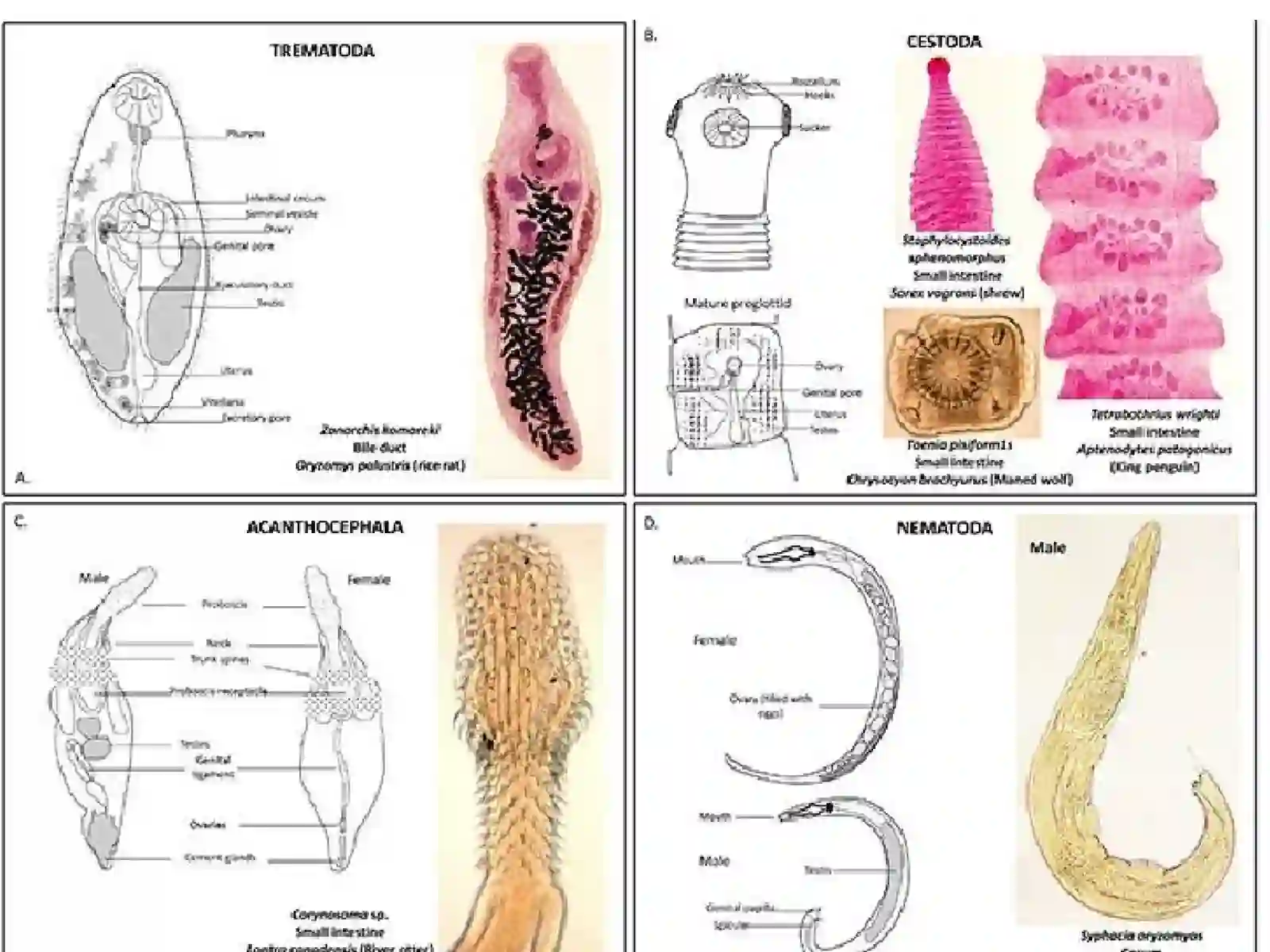 Yumaloq chuvalchanglar (Nematoda) 4