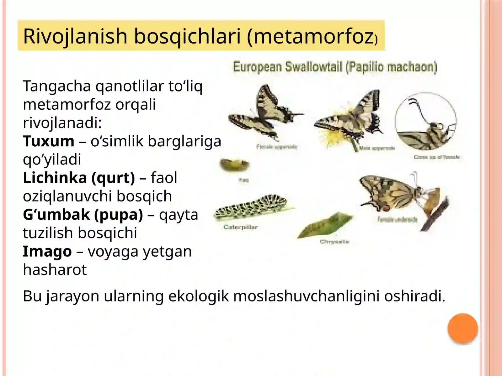 Tangachaqanotlihasharotlarvaularningaxamiyati 4