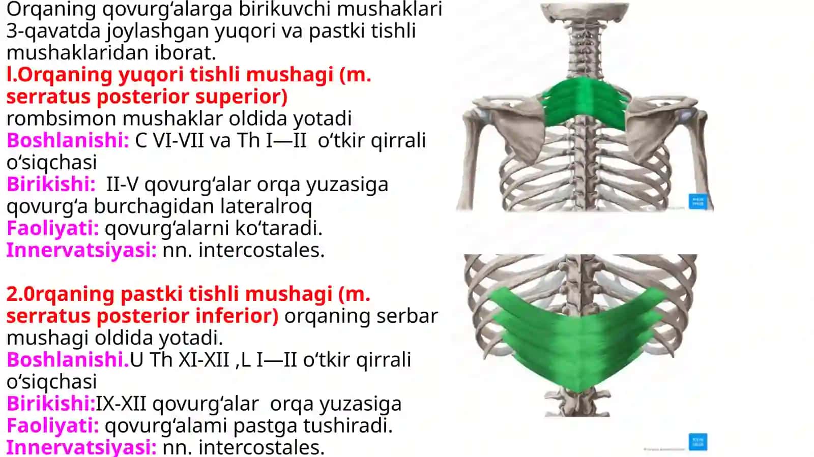 Gavdaning orqaguruhi yuzavachuqurmushaklari 4