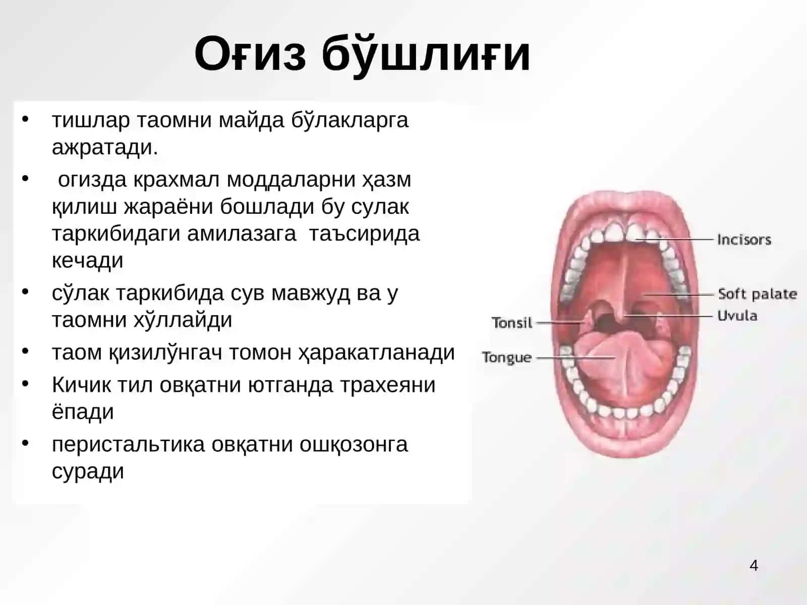 Маннонова Мохинурнинг Нормал физиалогия фанидан РЕФЕРАТИ ХАЗМ КИЛИШ СИСТЕМАСИ 4