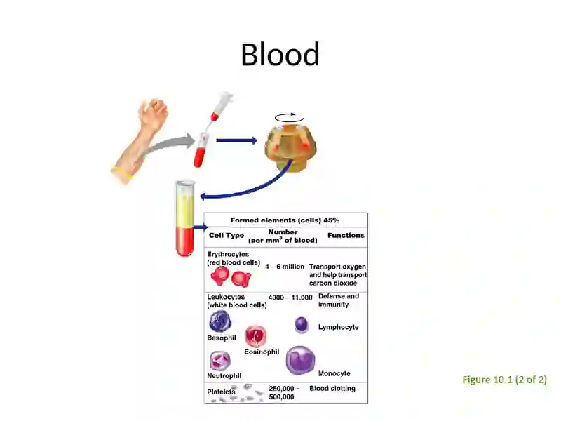 Components of Blood 4