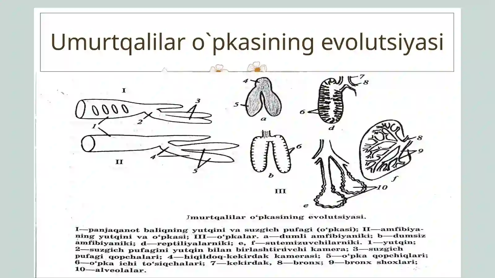 Umurtqalilar nafas olish sistemasi filogenezi 4