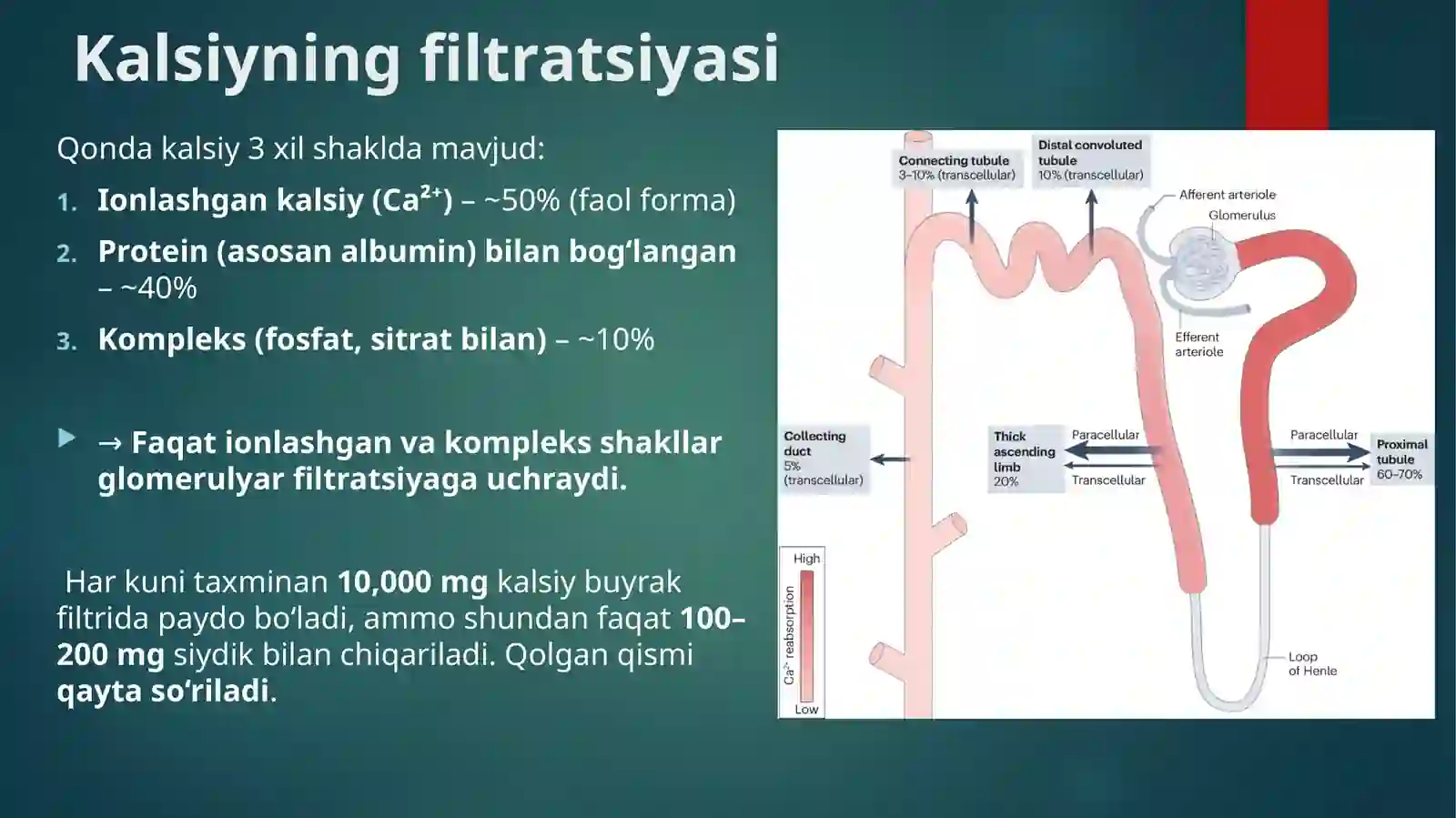 Buyraklarning kalsiy, fosfor va bikarbonat almashinuviga ahamiyati 4