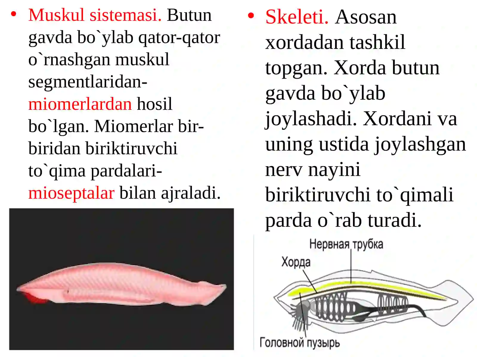 Bosh suyaksizlar (Acrania) kenja tipi 4
