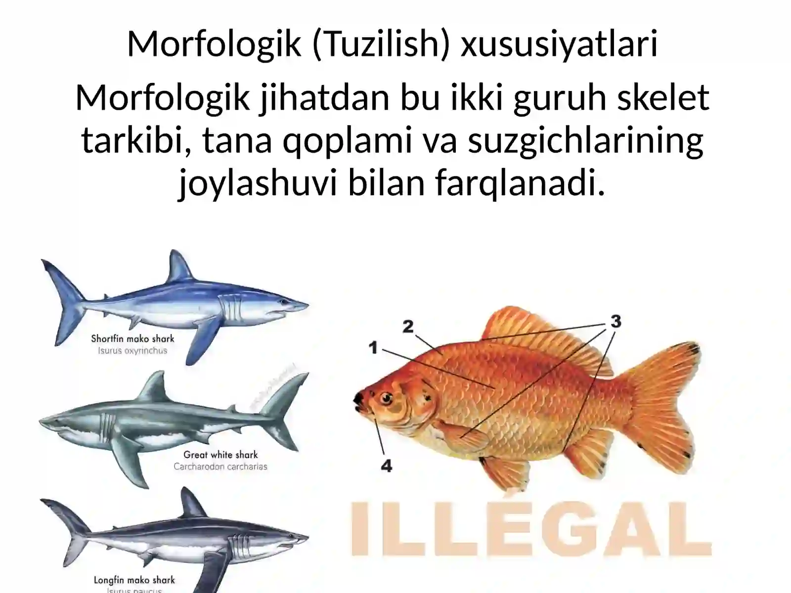 Tog‘aylivasuyaklibaliqlarningmorfologikvafiziologikxususiyatlarigaqiyosiytavsif 4