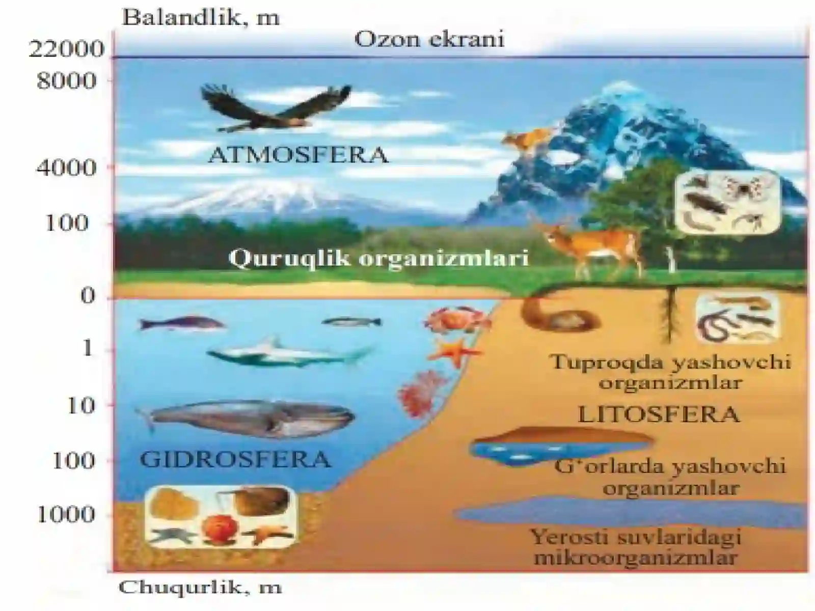Biosfera va noosfera ta’limoti 4