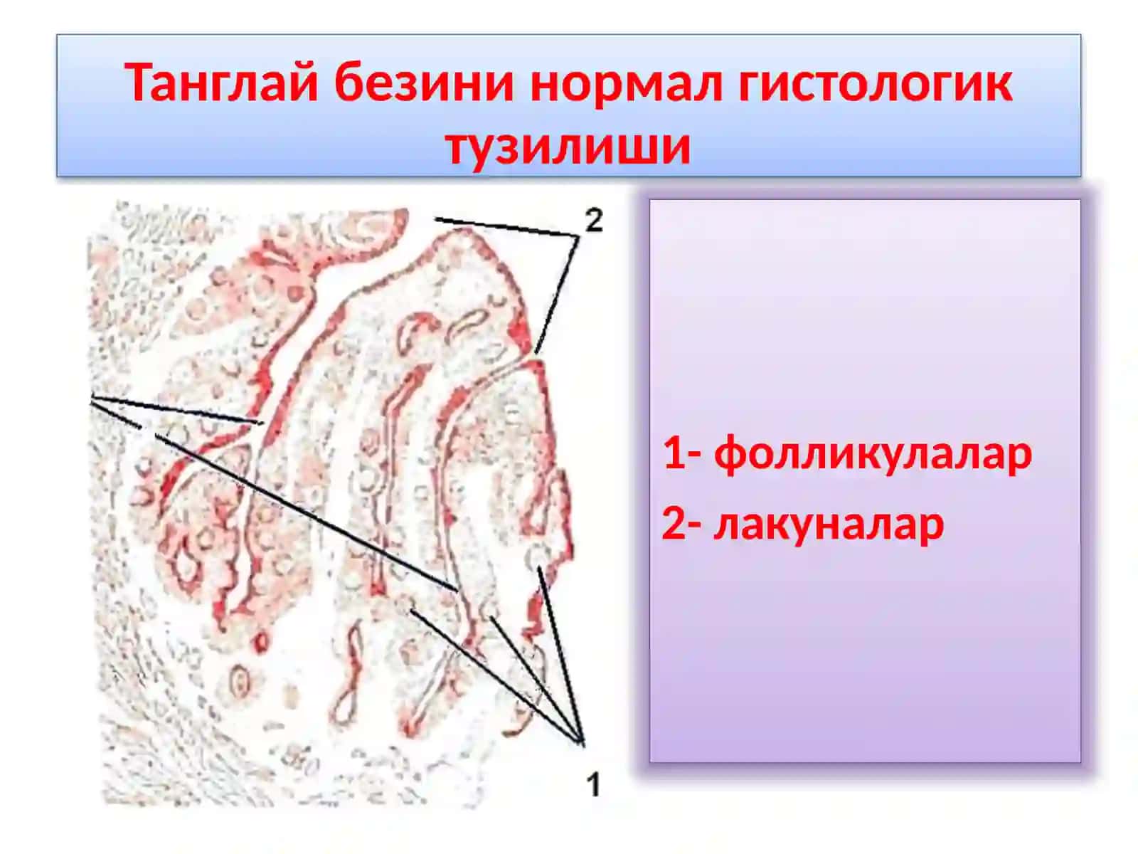 ХАЛКУМНИКЛИНИК АНАТОМИЯСИ 4