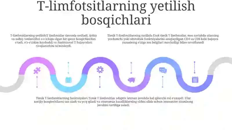 Timusdagi limfotsitlar tuzilishi 4