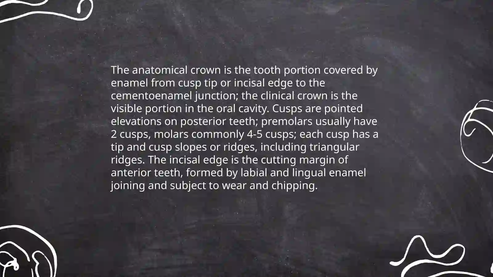 Teeth anatomy 4