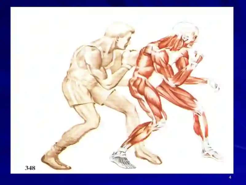 Мускуллар физиологияси. Нерв толалари ва синапслар физиологияси 4