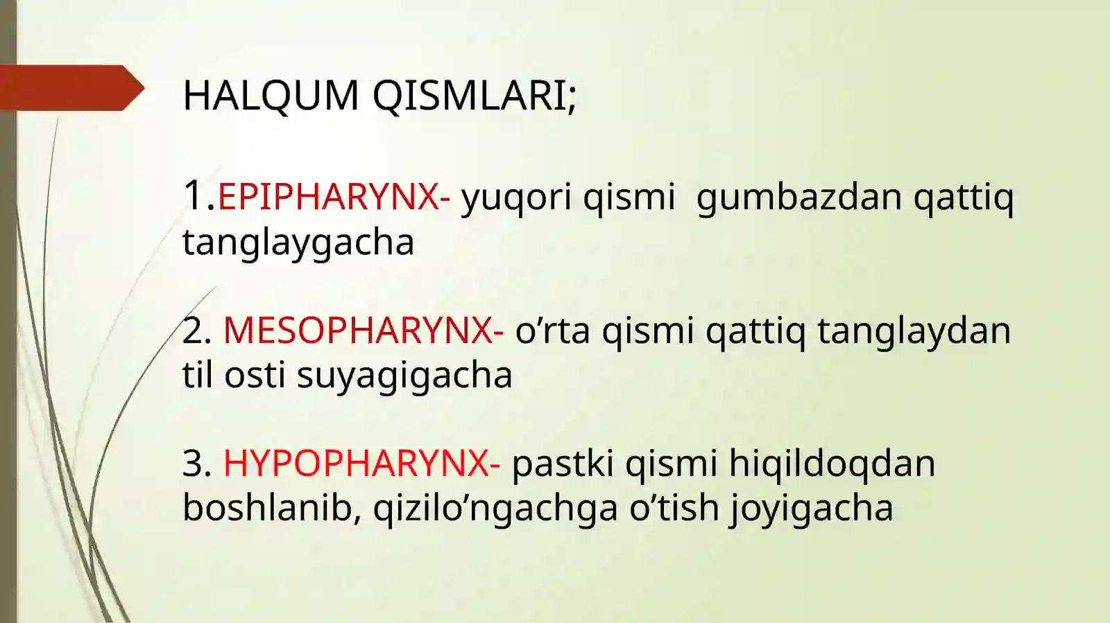 HALQUM TUZILISHI. SINOPATIYA VA SKLETOTOPIYASI 4