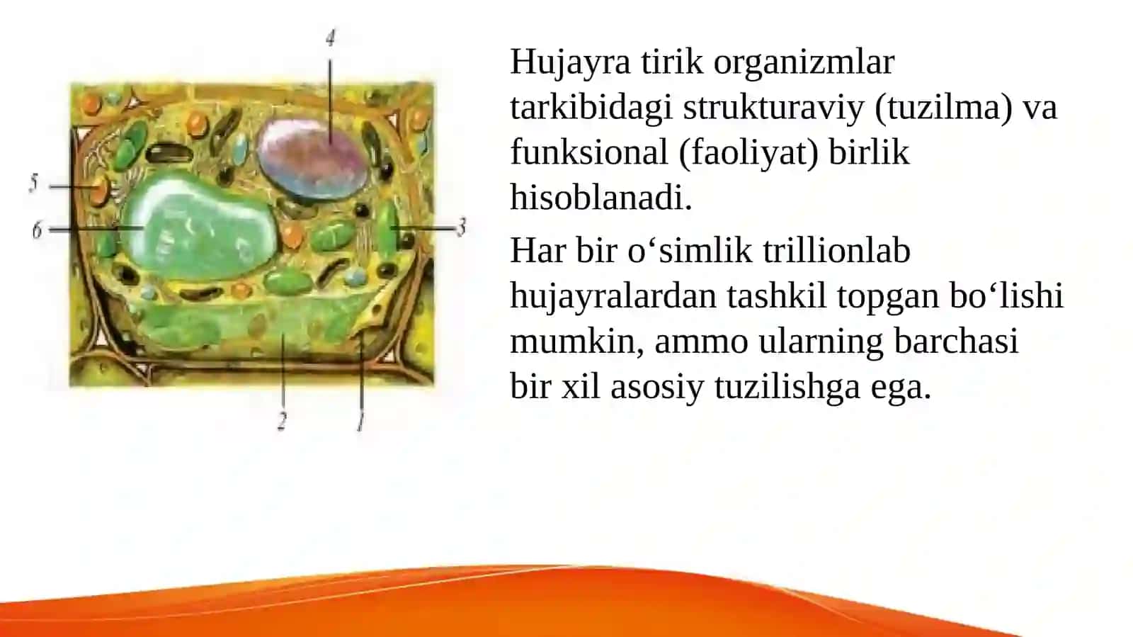 O'simlikhujayrasi 4
