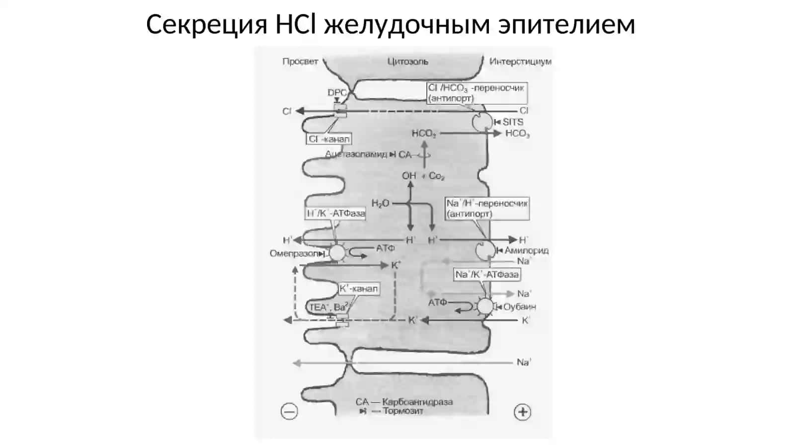 Язвенная болезнь желудка 4