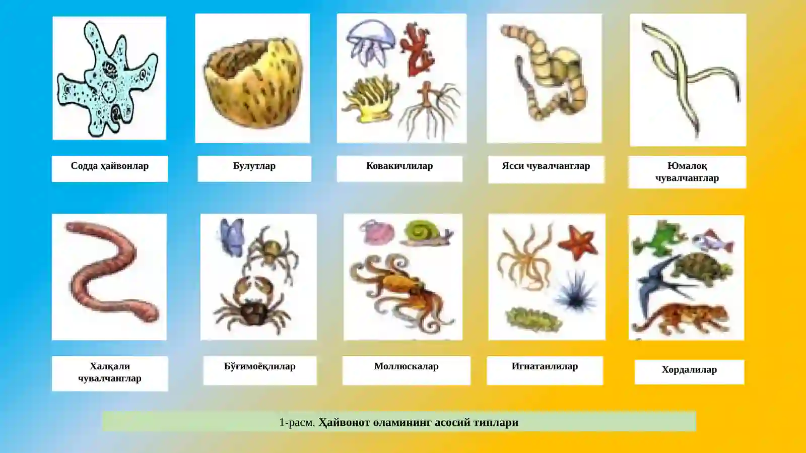 Ҳайвонотдунёси ва уларни муҳофаза қилиш 4
