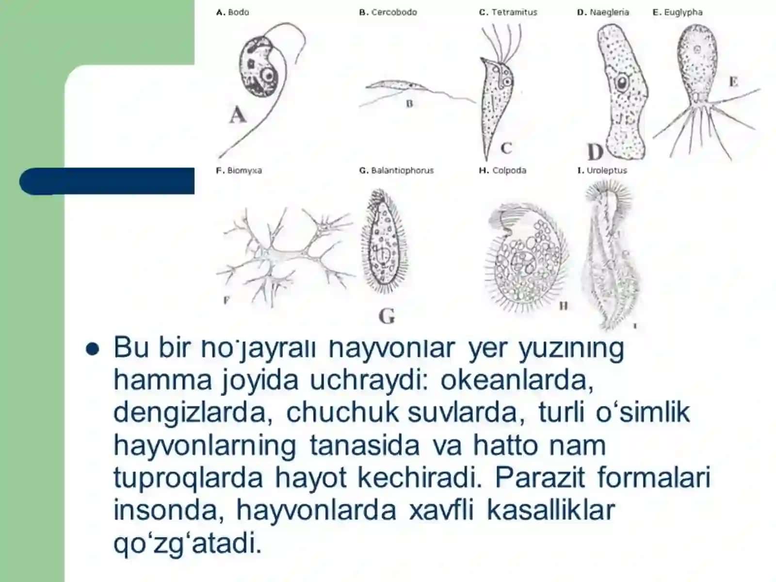 Parazit sodda hayvonlar 4
