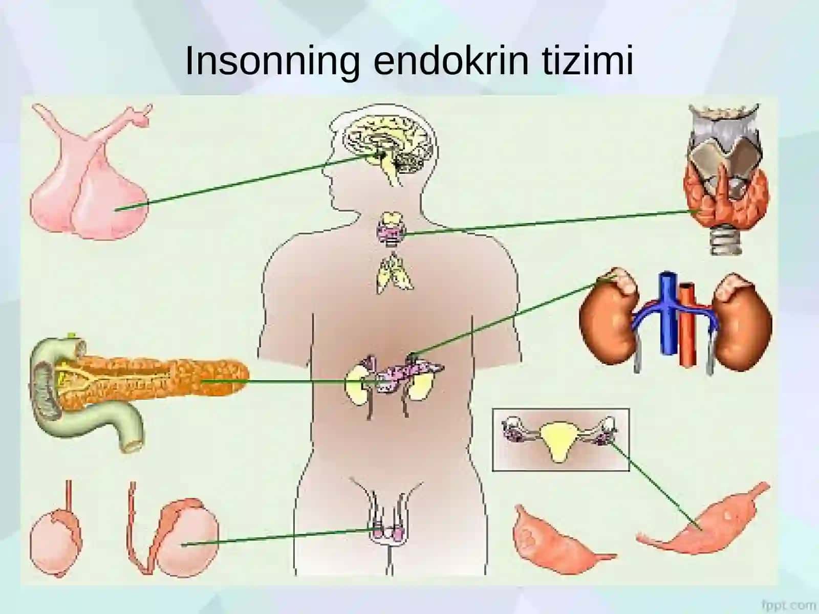 Endokrinbezlar biokimyosi 4