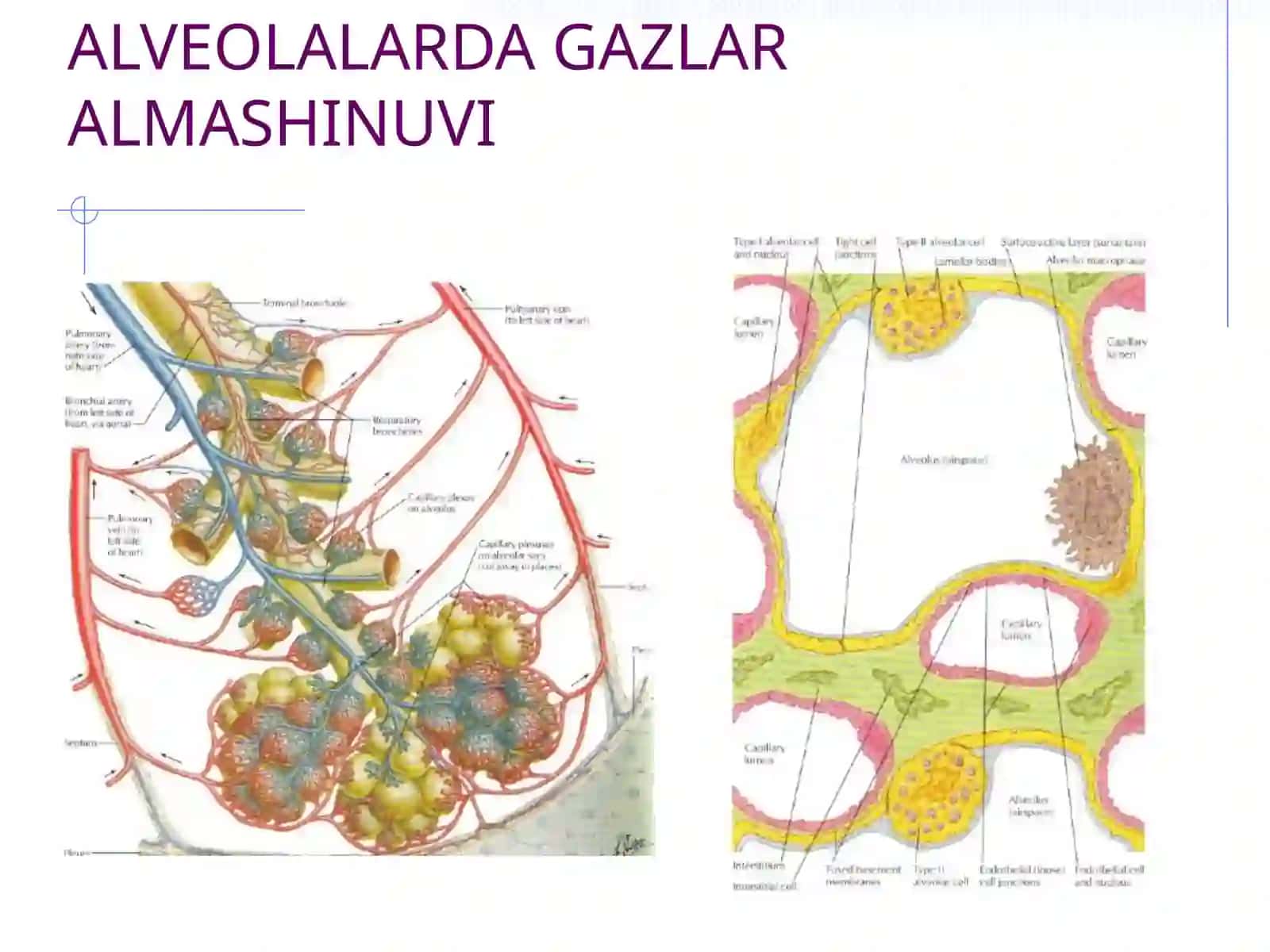 Nafas tizimi kasalliklarida bemorni tekshirish usullari.So’rab-surishtirish. Ko’krak qafasi palpatsiyasi 4