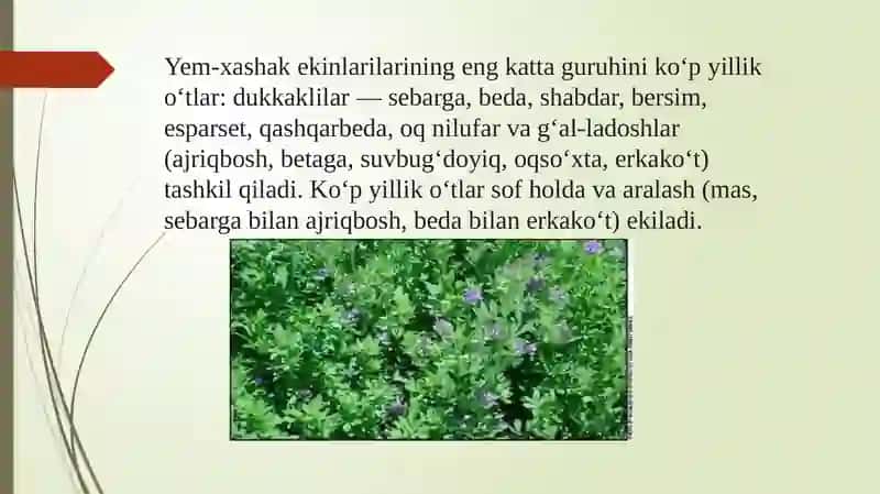 Yem-xashak o’tlarining to’yimliligi marfalogiyasi va biologiyasi 4