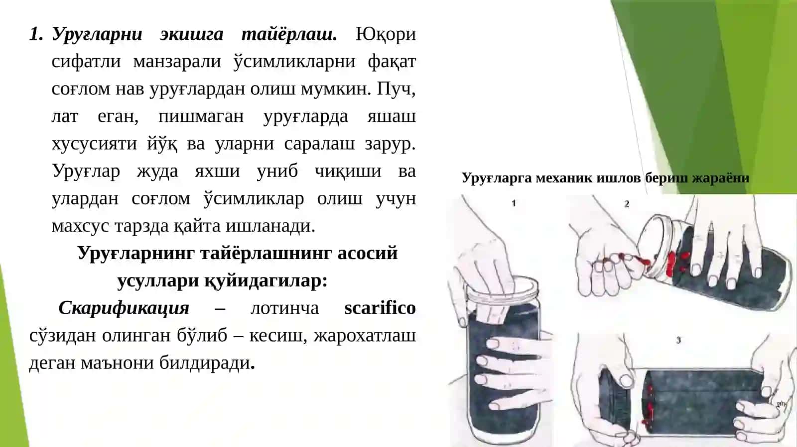 Гул уруғчилиги 4