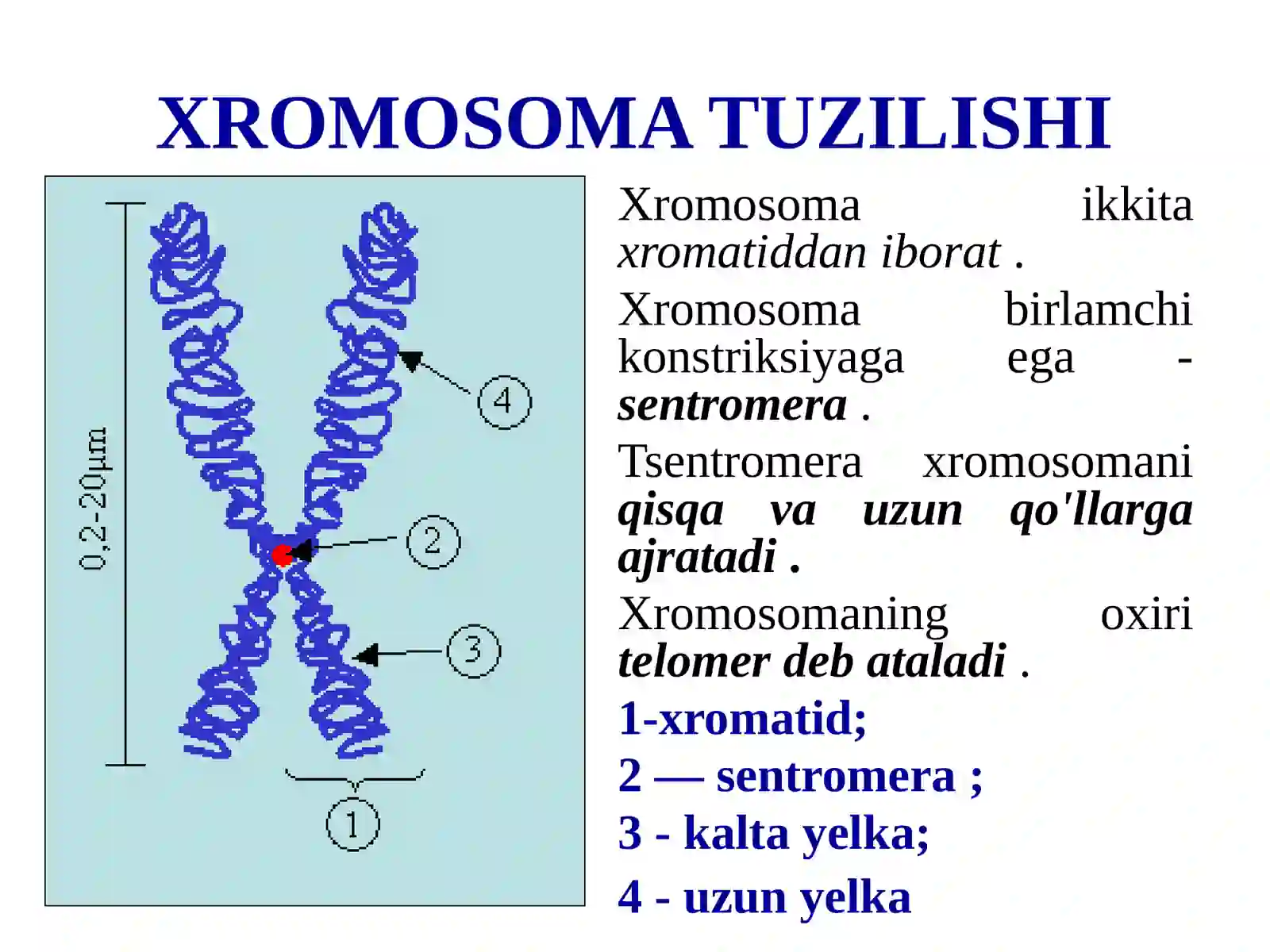 Xromosomalar 4