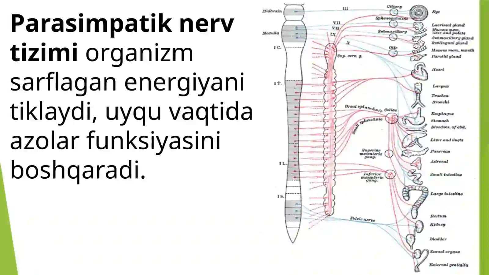 Parasimpatik nervlar fizologiyasi 4