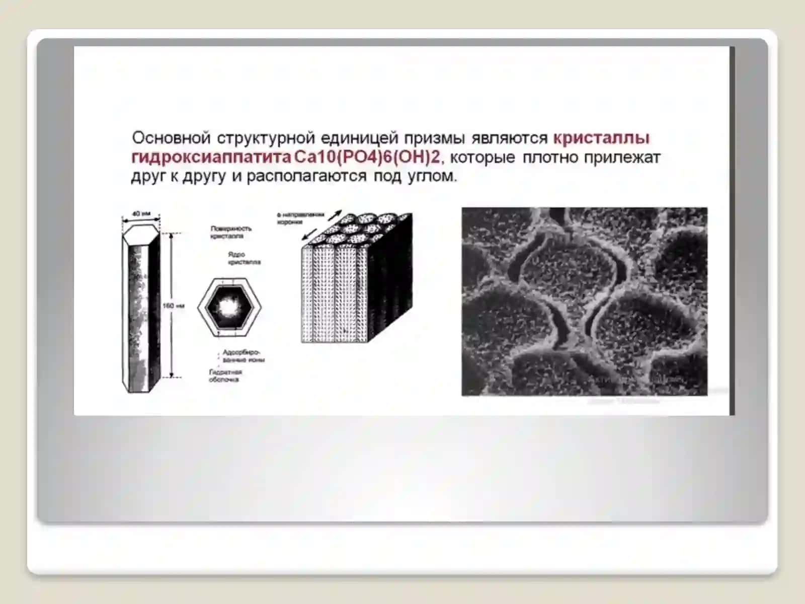 Эмаль зуба 4