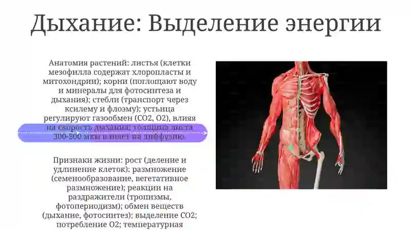 Анатомия физиология растений. Признаки жизни 4