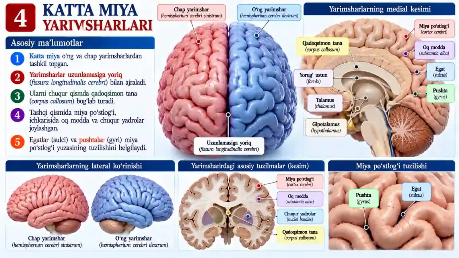 Bosh miya anatomiyasi — professional taqdimot 4