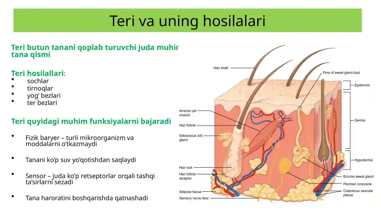 Fiziologiyaga kirish 4