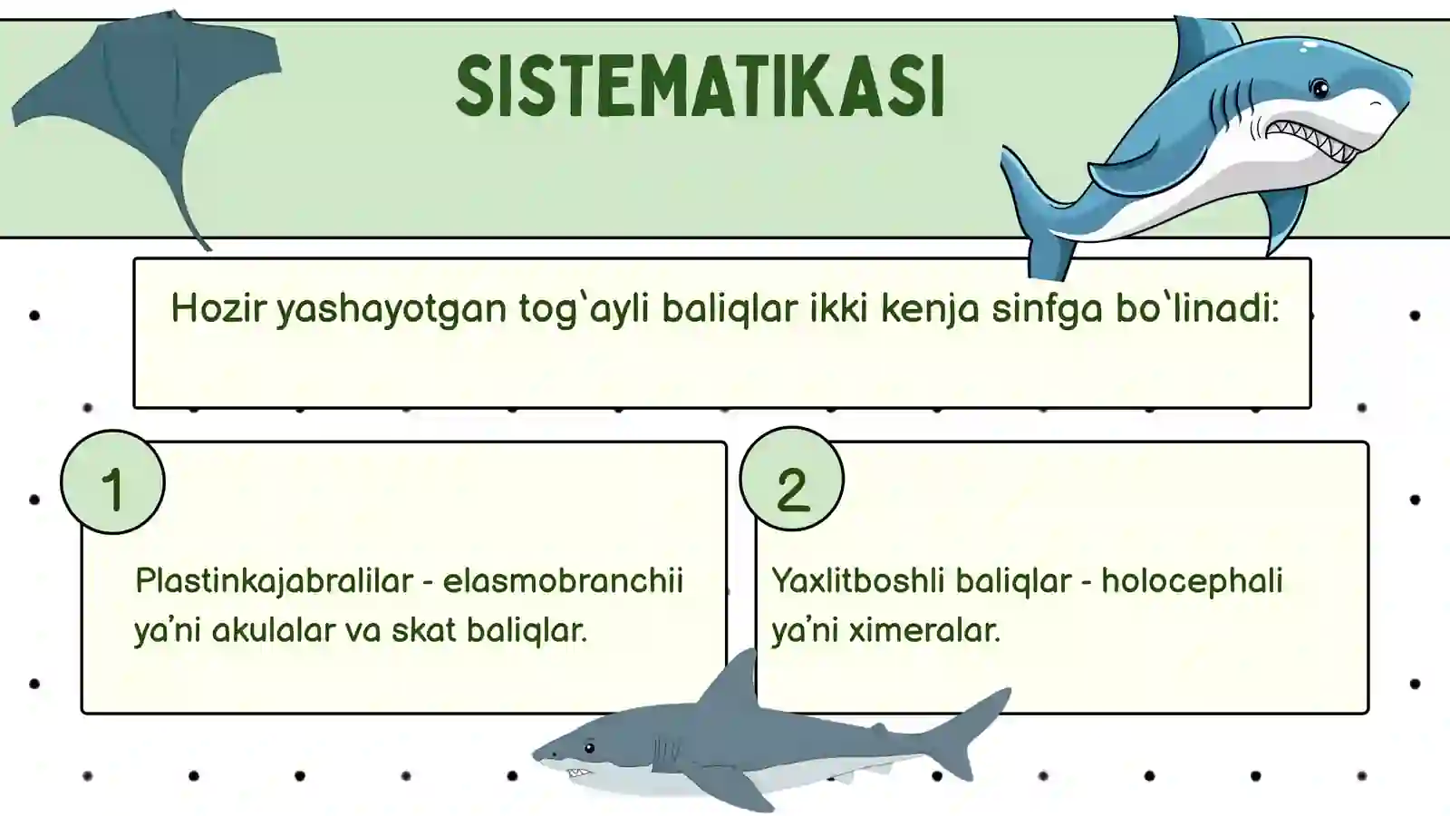 Togʻayli baliqlar sinfi taqdimoti 4