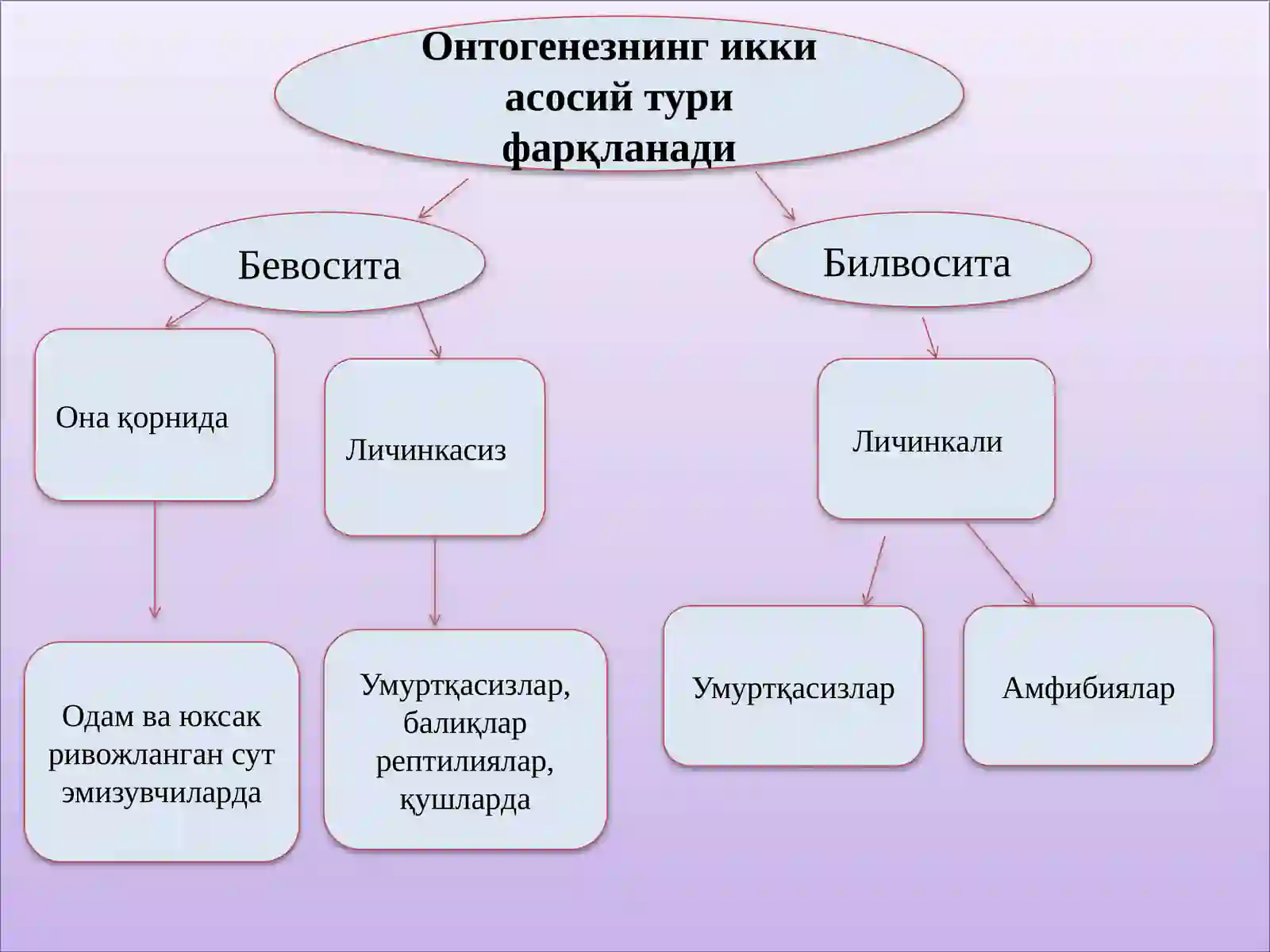 Онтогенез 4