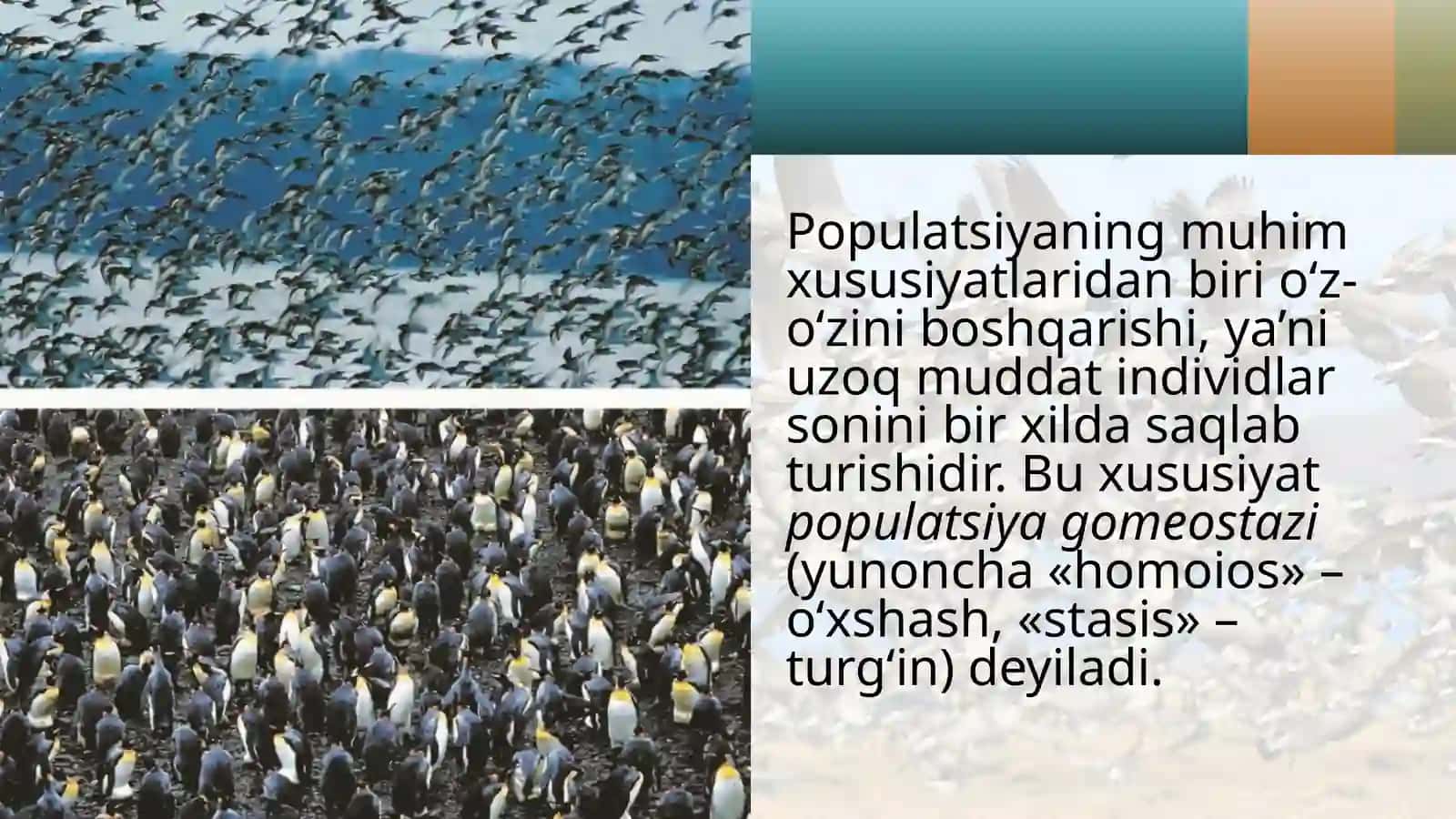 Turning populatsiya  strukturasi 4