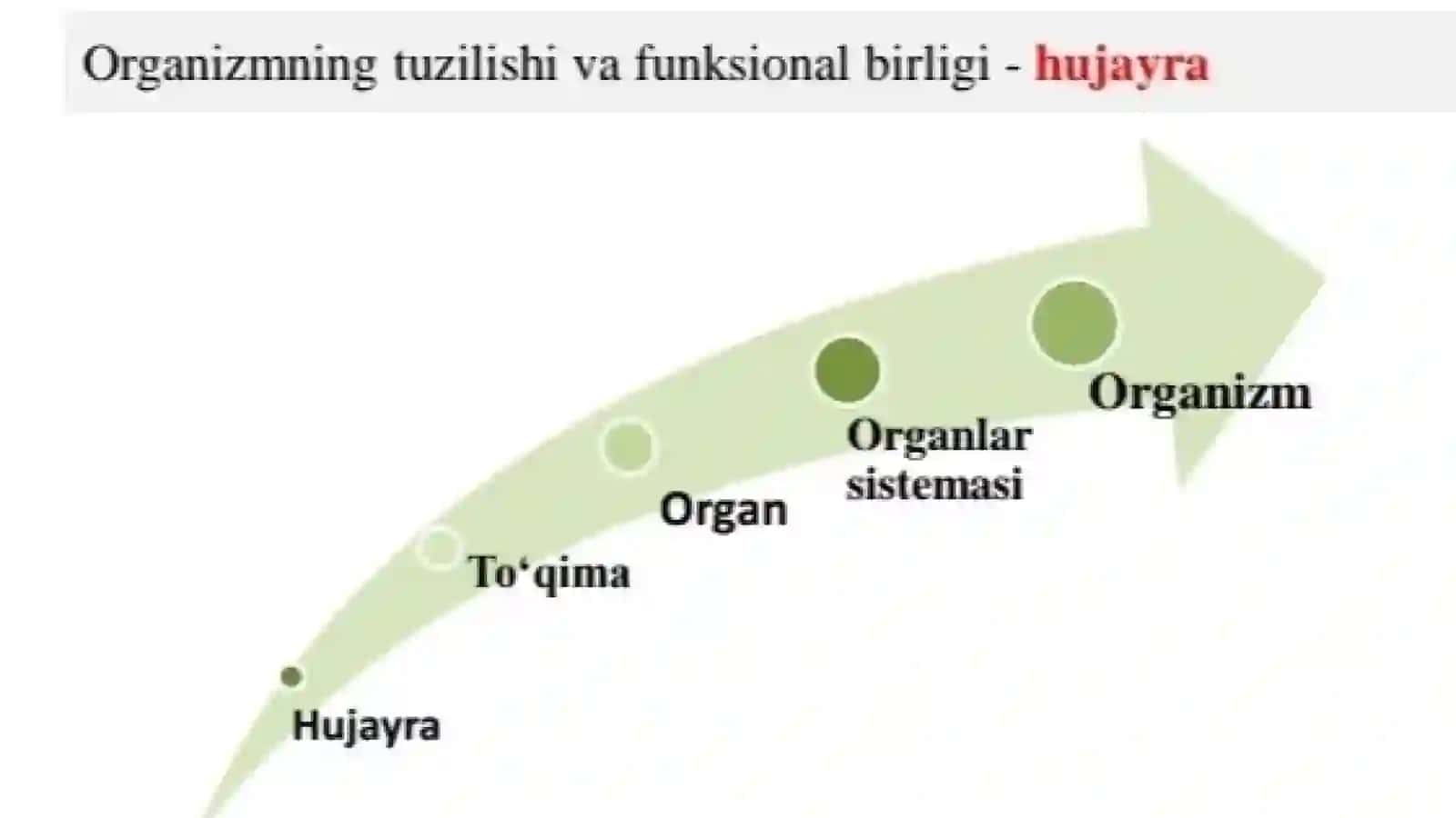 fiziologiyaga kirish 4